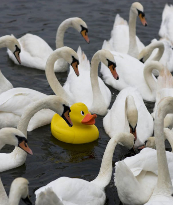 One Of These Is Not Like The Others