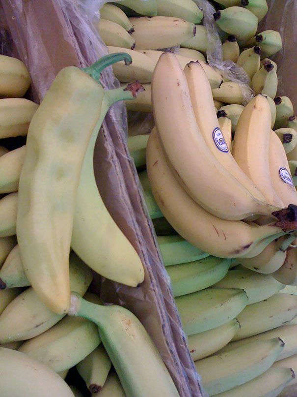 There Is An Imposter Among Us