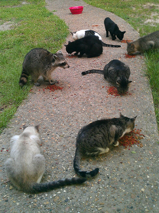 Day 39, They Still Don't Know I'm A Raccoon