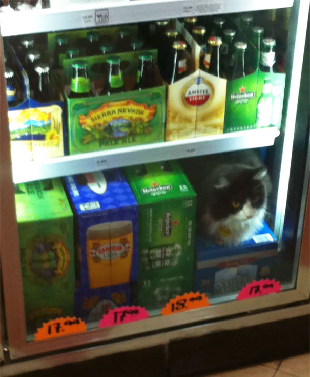 One Of These Things Doesn't Belong