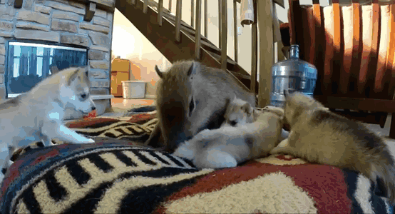 One Of These Puppies Is Not Like The Others