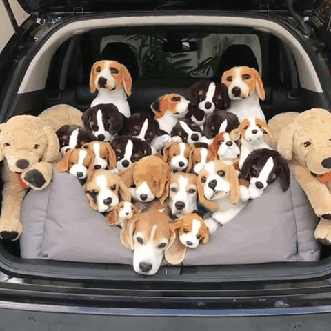 Day 33: They Still Suspect Nothing