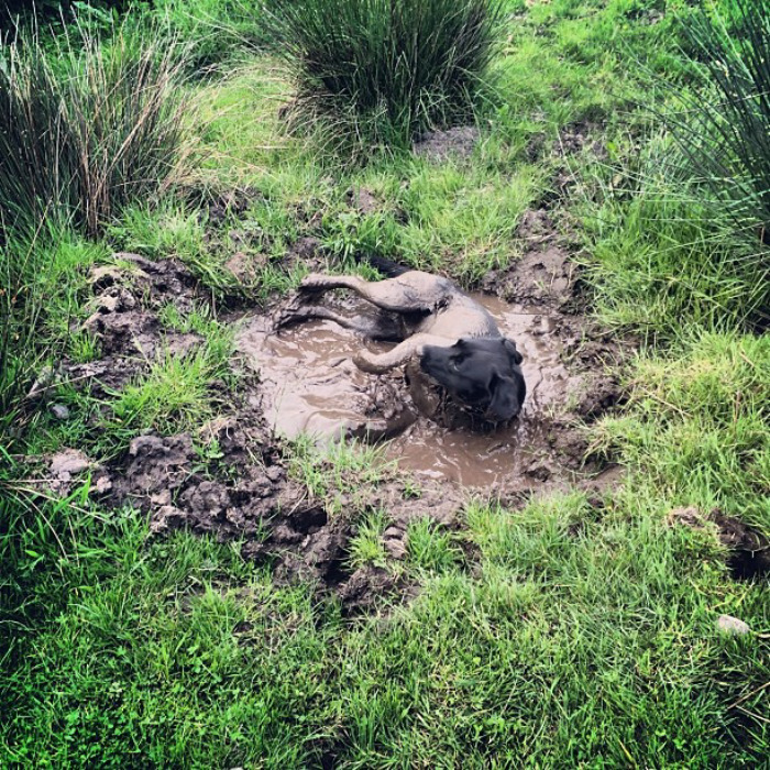 He Got Too Hot Today So He Rolled In The Muddy Pond