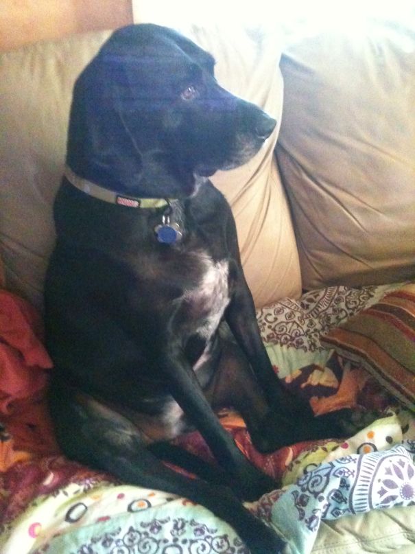 Seamus -coolest Dog On The Block