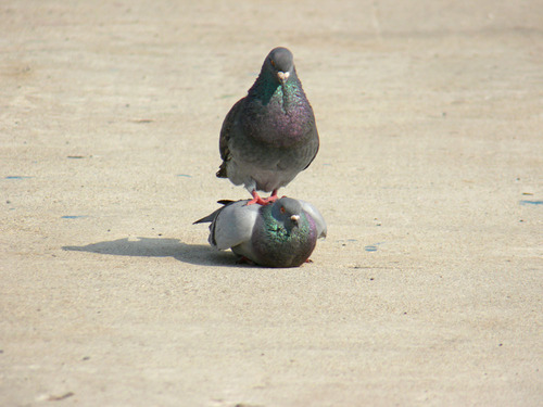 pidgeon-sitting-on-pidgeon.jpg