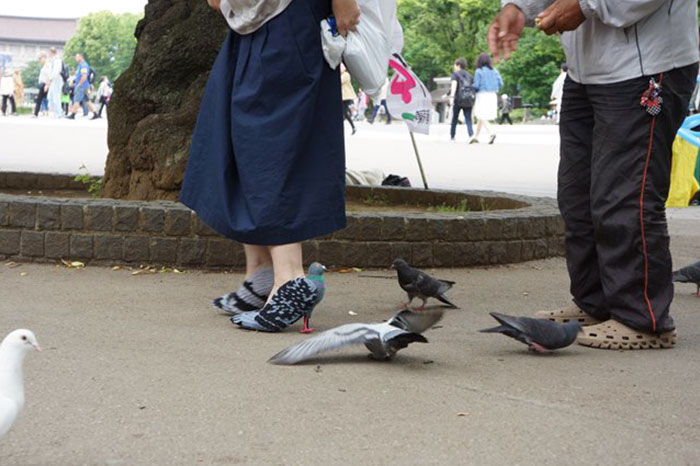 pigeon-shoes-japanese-woman-2 pigeon-shoes-japanese-woman-2