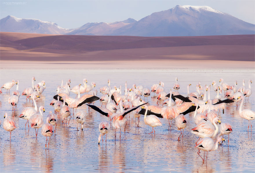 Pink-flamingo-day-2017