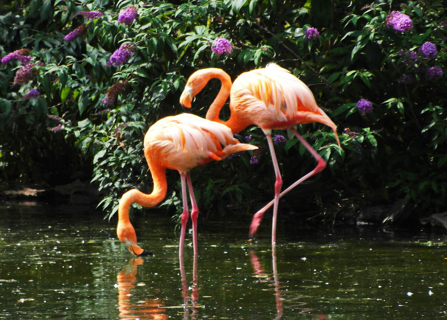 Pink-flamingo-day-2017