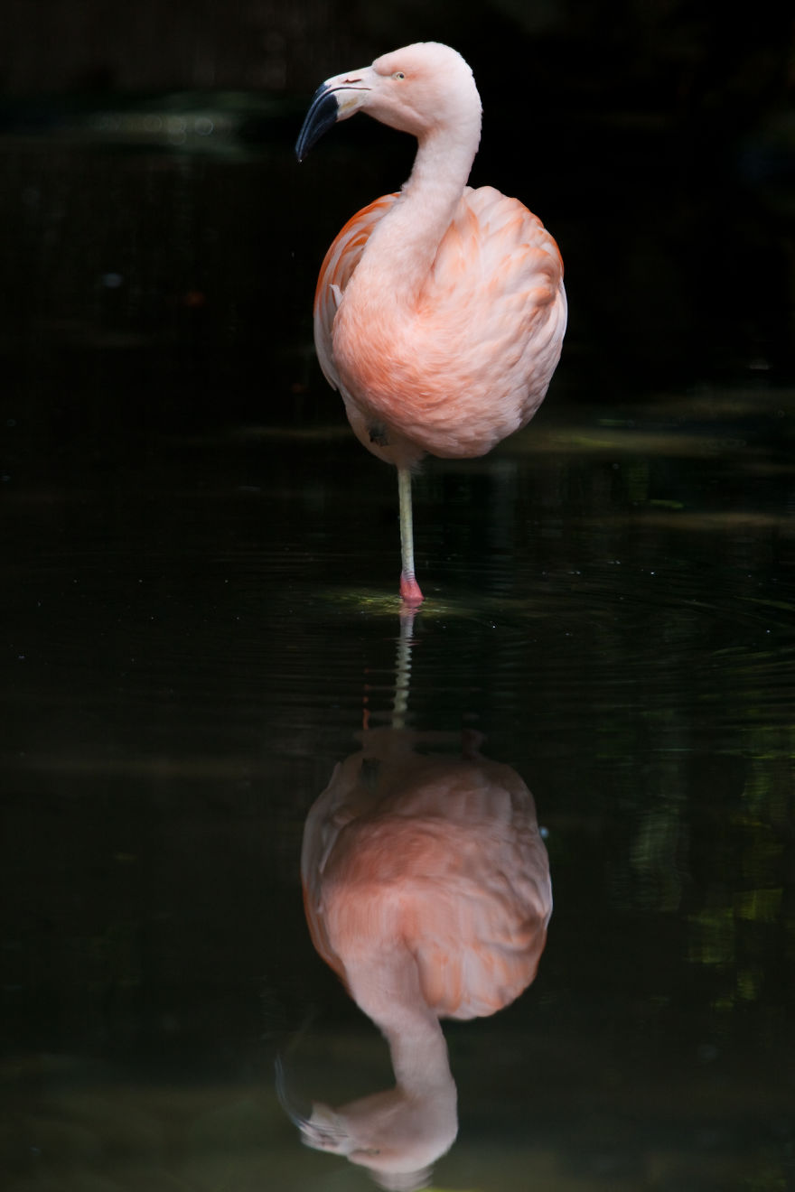 Pink-flamingo-day-2017