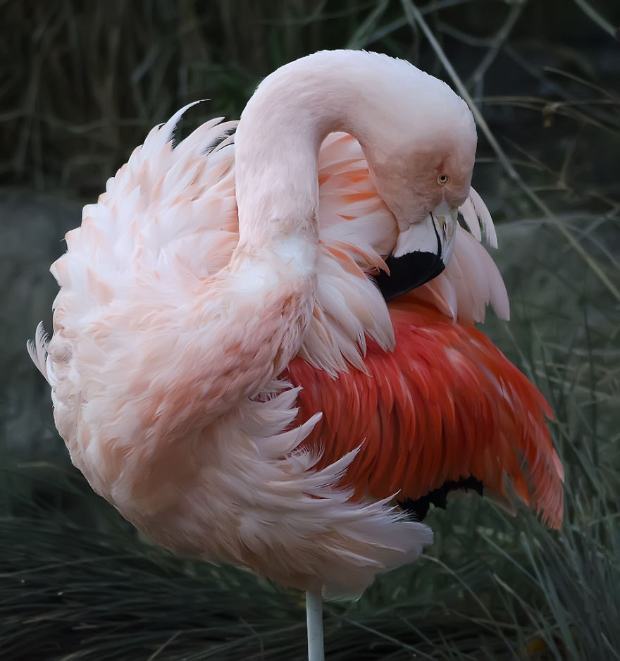 Pink-flamingo-day-2017