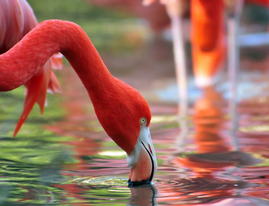 Pink-flamingo-day-2017