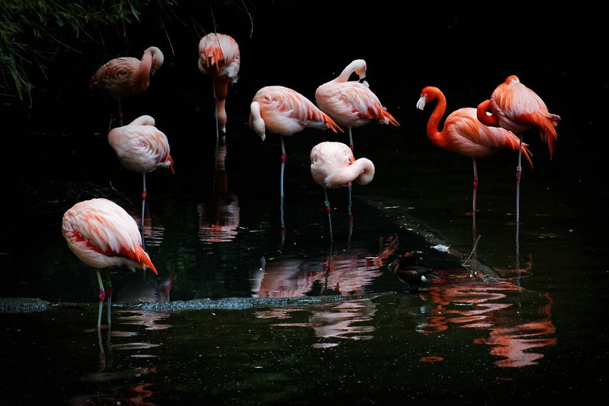 Pink-flamingo-day-2017