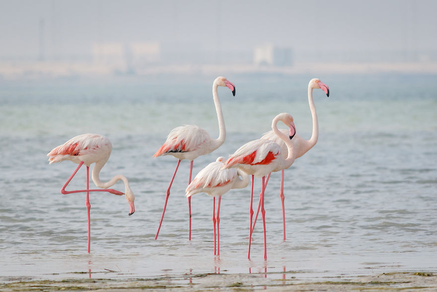 Pink-flamingo-day-2017