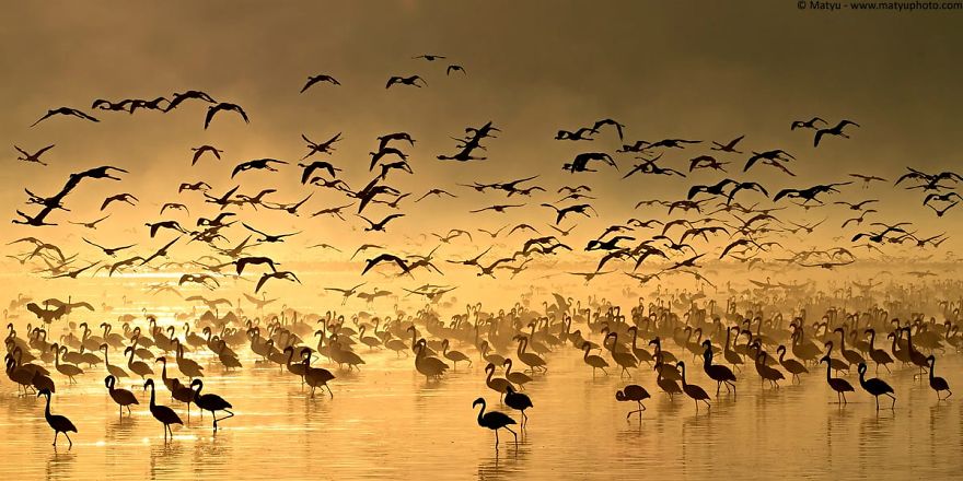 Pink-flamingo-day-2017