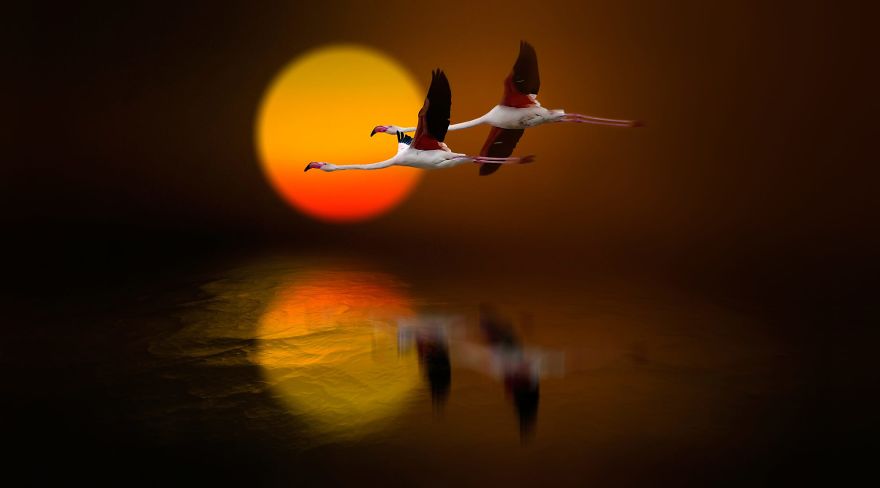 Pink-flamingo-day-2017