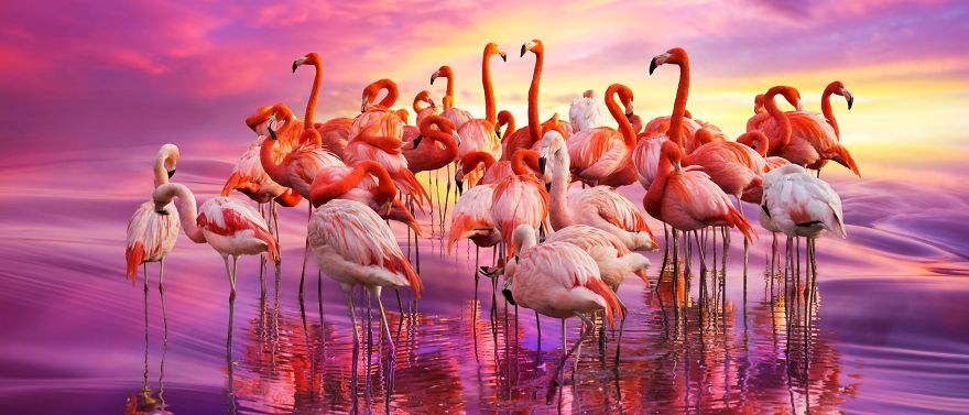 Pink-flamingo-day-2017