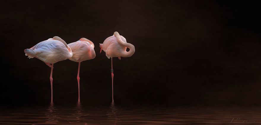 Pink-flamingo-day-2017