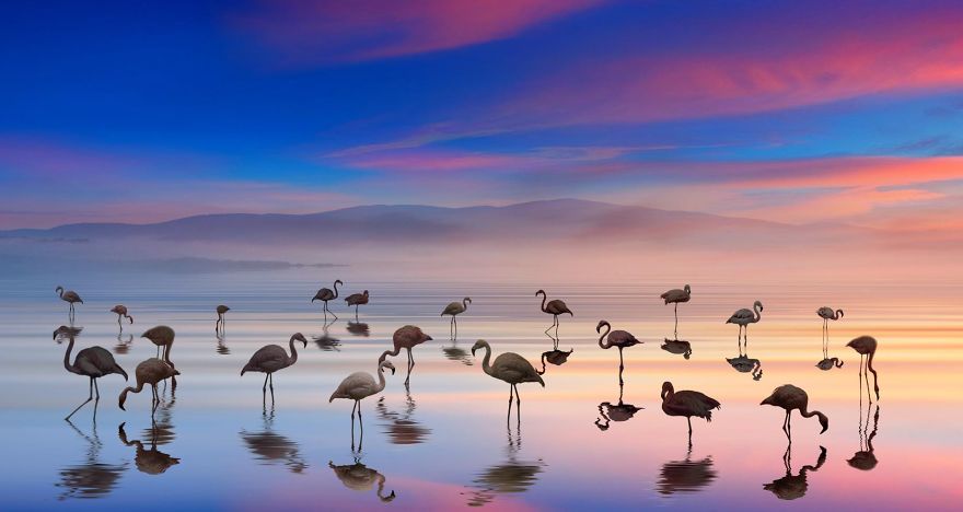 Pink-flamingo-day-2017