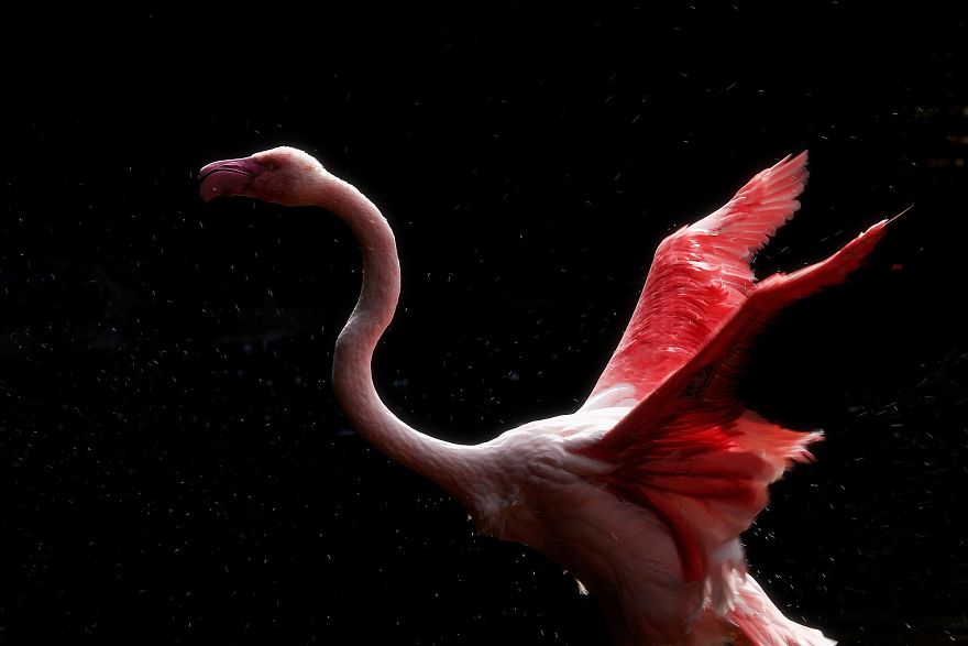 Pink-flamingo-day-2017