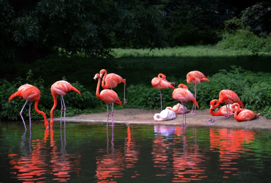 Pink-flamingo-day-2017