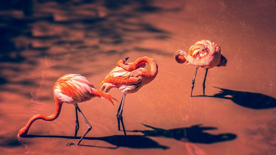 Pink-flamingo-day-2017