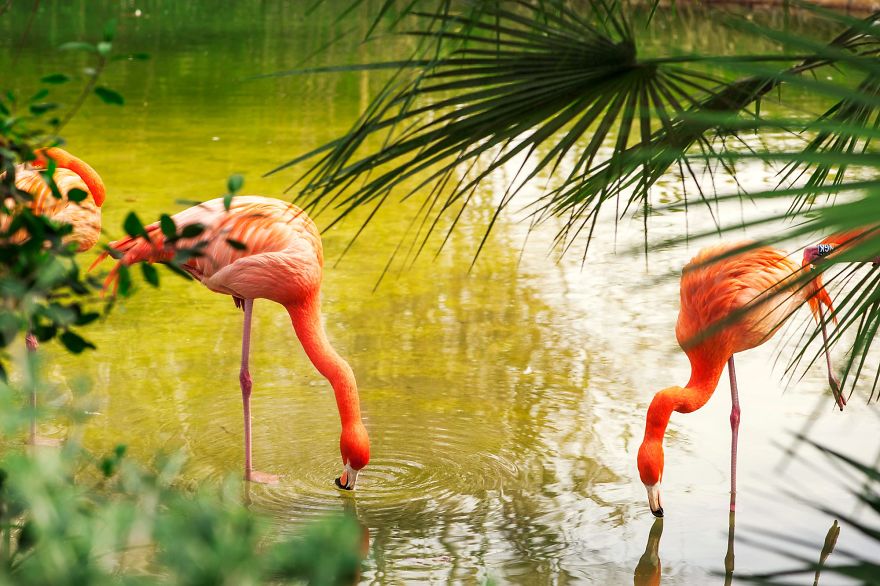 Pink-flamingo-day-2017