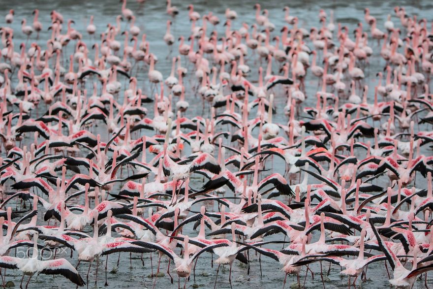 Pink-flamingo-day-2017