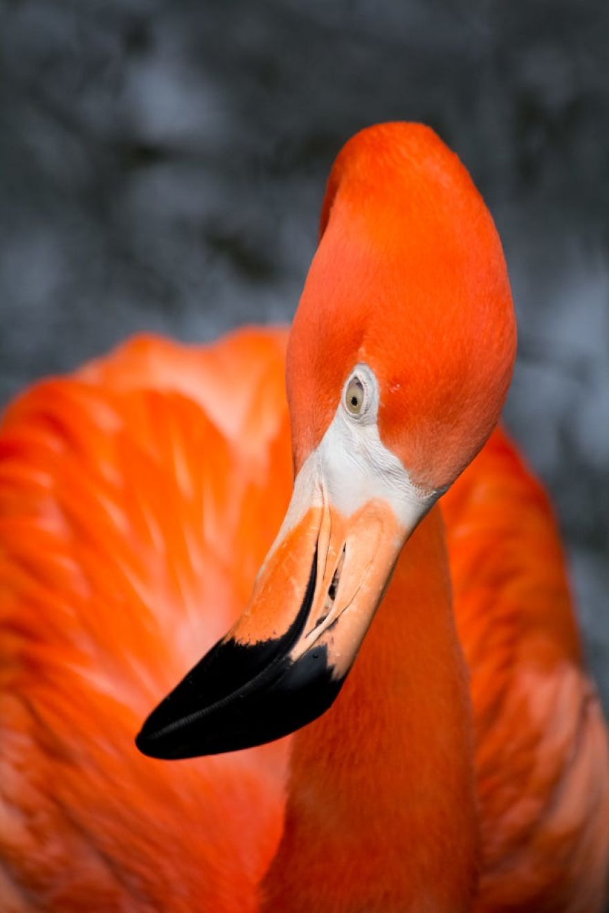 Pink-flamingo-day-2017