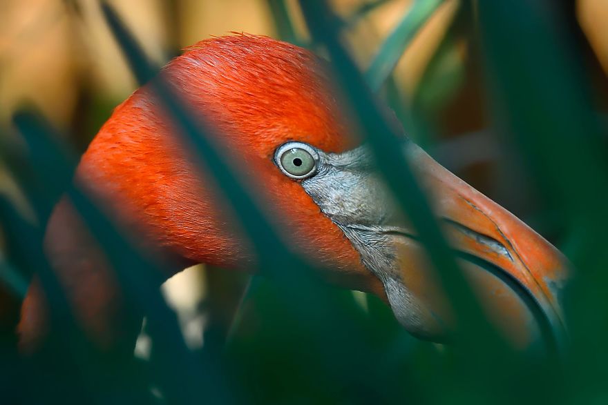 Pink-flamingo-day-2017