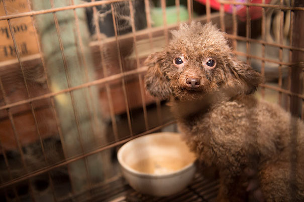 poodle-rescue-puppy-mill-basement-cage-13 poodle-rescue-puppy-mill-basement-cage-13