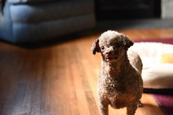 poodle-rescue-puppy-mill-basement-cage-6 poodle-rescue-puppy-mill-basement-cage-6