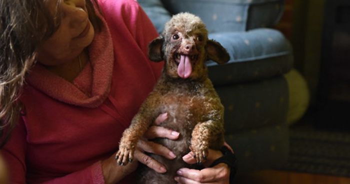 Dog Spends Entire Life Locked Up In Basement, Can’t Hold Her Excitement To See The World