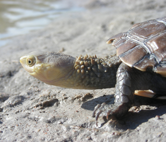 Western Swamp Turtle