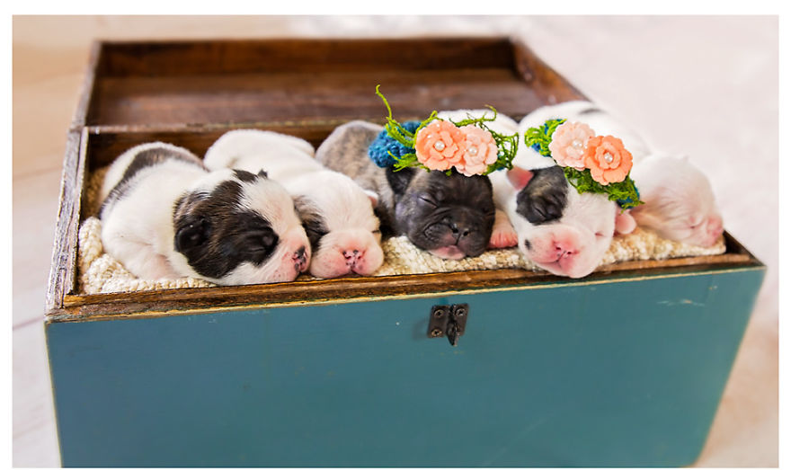 We Created Adorable Maternity And Newborn Photoshoot With Holly The French Bulldog We Created Adorable Maternity And Newborn Photoshoot With Holly The French Bulldog