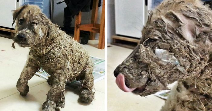 Kids Leave Puppy To Die After Covering It With Industrial Glue, However It Refuses To Give Up