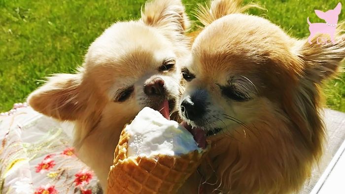 Cute Chihuahuas Enjoying Ice Cream In Slow Motion