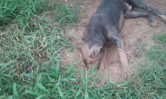 Owen Danoff Chevalier