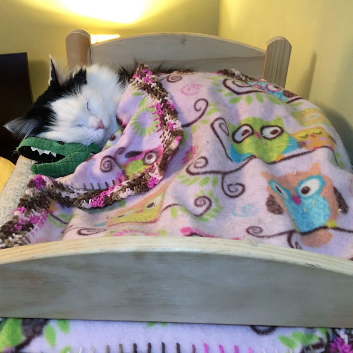 rescue-cat-sleeps-doll-bed-sophie-10 rescue-cat-sleeps-doll-bed-sophie-10