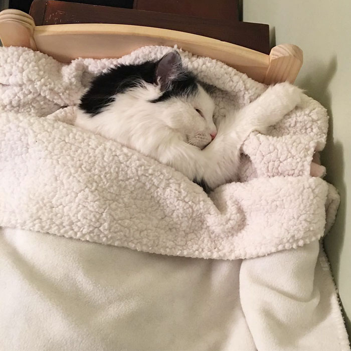 rescue-cat-sleeps-doll-bed-sophie-3 rescue-cat-sleeps-doll-bed-sophie-3