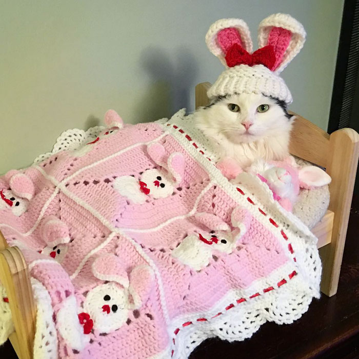 rescue-cat-sleeps-doll-bed-sophie-6 rescue-cat-sleeps-doll-bed-sophie-6