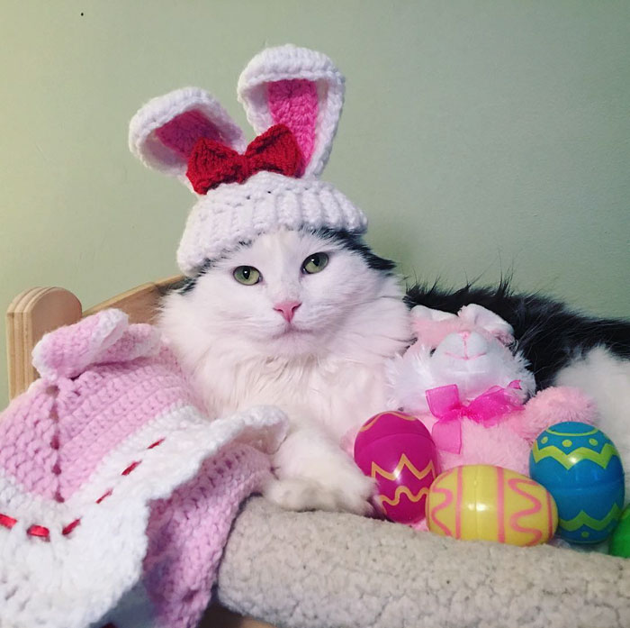 rescue-cat-sleeps-doll-bed-sophie-8 rescue-cat-sleeps-doll-bed-sophie-8