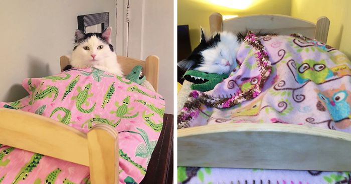 Cat Rescued From Terrible Conditions Now Sleeps In Her Tiny Doll Bed Each And Every Night