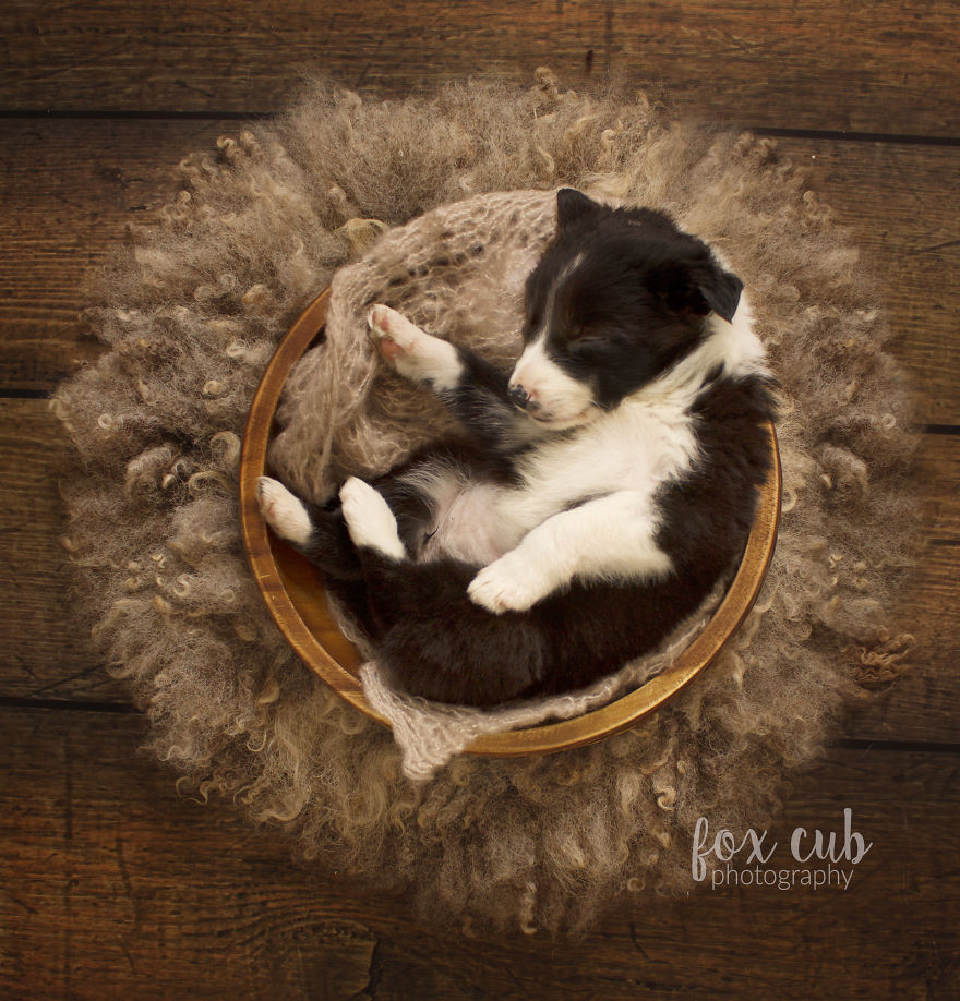 I Did An Adorable Newborn Puppy Photoshoot