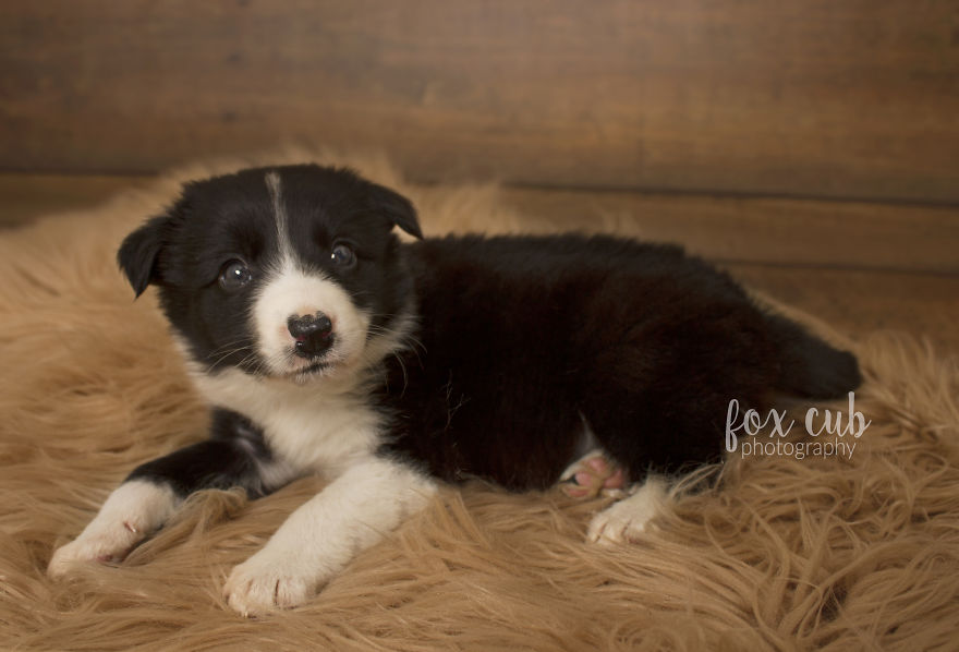 I Did An Adorable Newborn Puppy Photoshoot I Did An Adorable Newborn Puppy Photoshoot