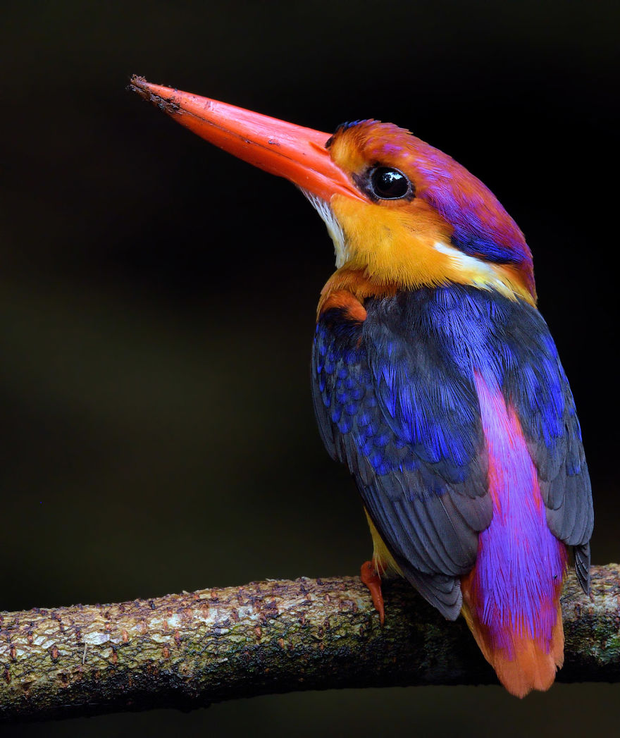 Colorful Birds Of The World Colorful Birds Of The World