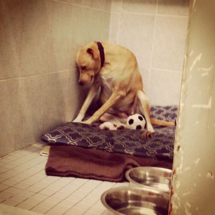 ‘The World’s Saddest Dog’ Loses Her Home Again, And Might Be Put To Sleep If No One Adopts Her Soon ‘The World’s Saddest Dog’ Loses Her Home Again, And Might Be Put To Sleep If No One Adopts Her Soon