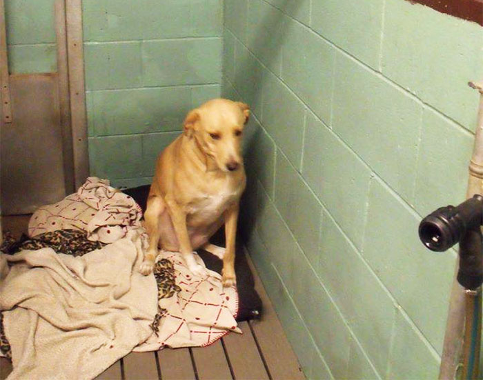 ‘The World’s Saddest Dog’ Loses Her Home Again, And Might Be Put To Sleep If No One Adopts Her Soon ‘The World’s Saddest Dog’ Loses Her Home Again, And Might Be Put To Sleep If No One Adopts Her Soon