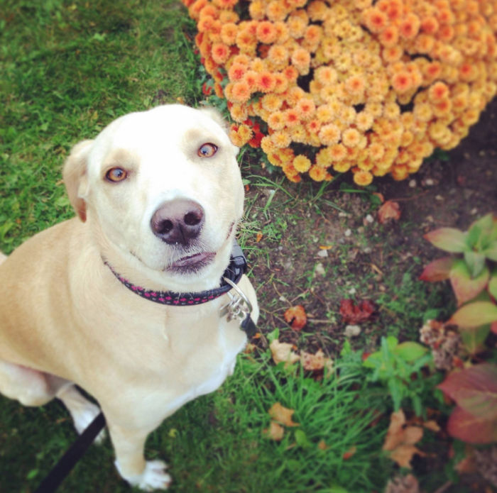 ‘The World’s Saddest Dog’ Loses Her Home Again, And Might Be Put To Sleep If No One Adopts Her Soon ‘The World’s Saddest Dog’ Loses Her Home Again, And Might Be Put To Sleep If No One Adopts Her Soon