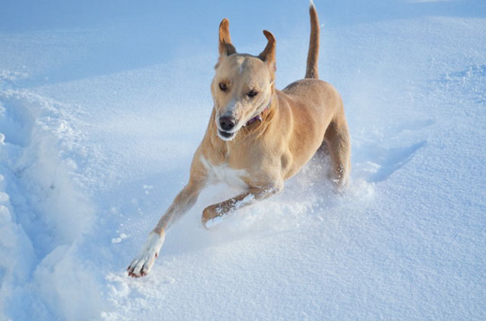‘The World’s Saddest Dog’ Loses Her Home Again, And Might Be Put To Sleep If No One Adopts Her Soon ‘The World’s Saddest Dog’ Loses Her Home Again, And Might Be Put To Sleep If No One Adopts Her Soon