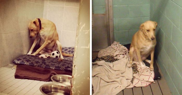 ‘The World’s Saddest Dog’ Loses Her Home Again, And Might Be Put To Sleep If No One Adopts Her Soon